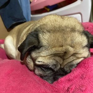 Meet your Posher, Bruce